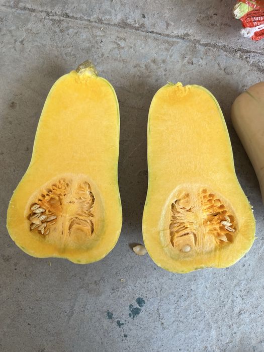 Тыква свежая матильда