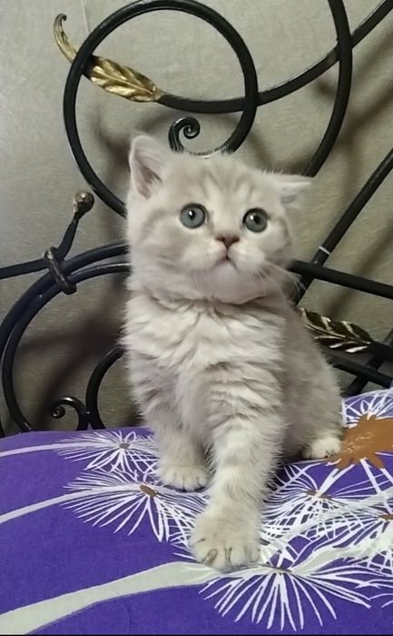 Шикарная девочка. Скоттиш страйт.