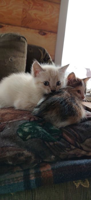 Котята для удачи!