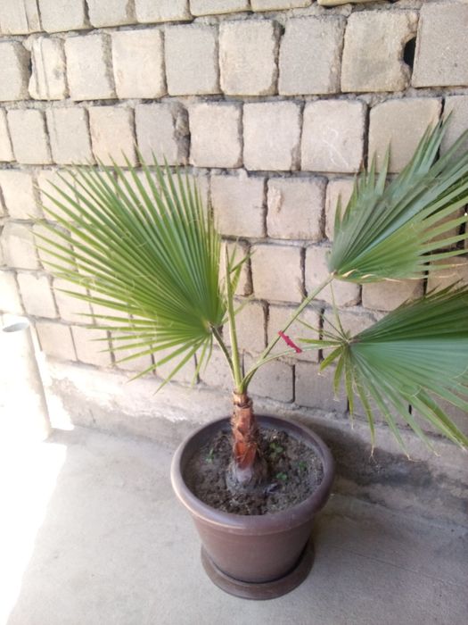 Продам Вашингтон