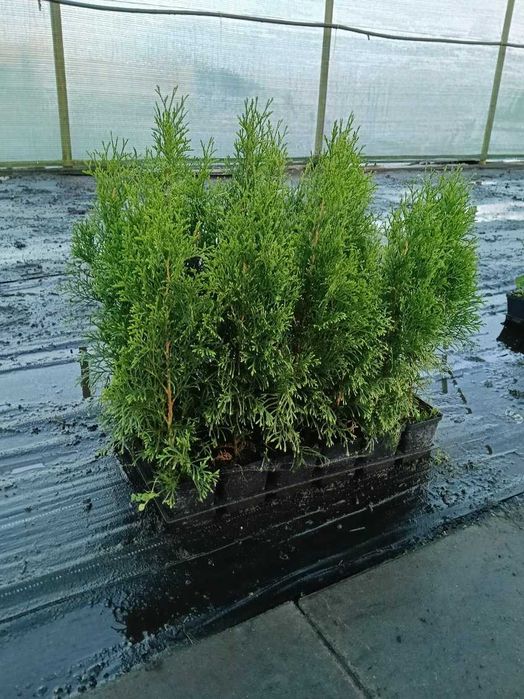 Tuia Emerald, înaltă între 40-60 cm, în oale p9