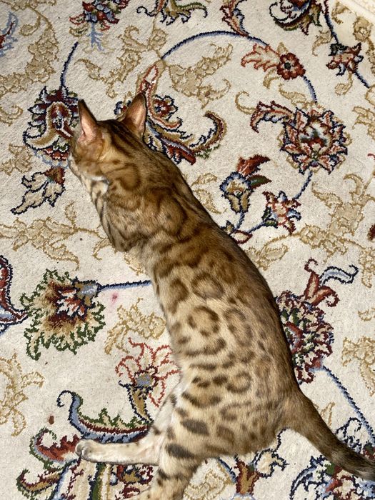 Bengal Leopard ayol