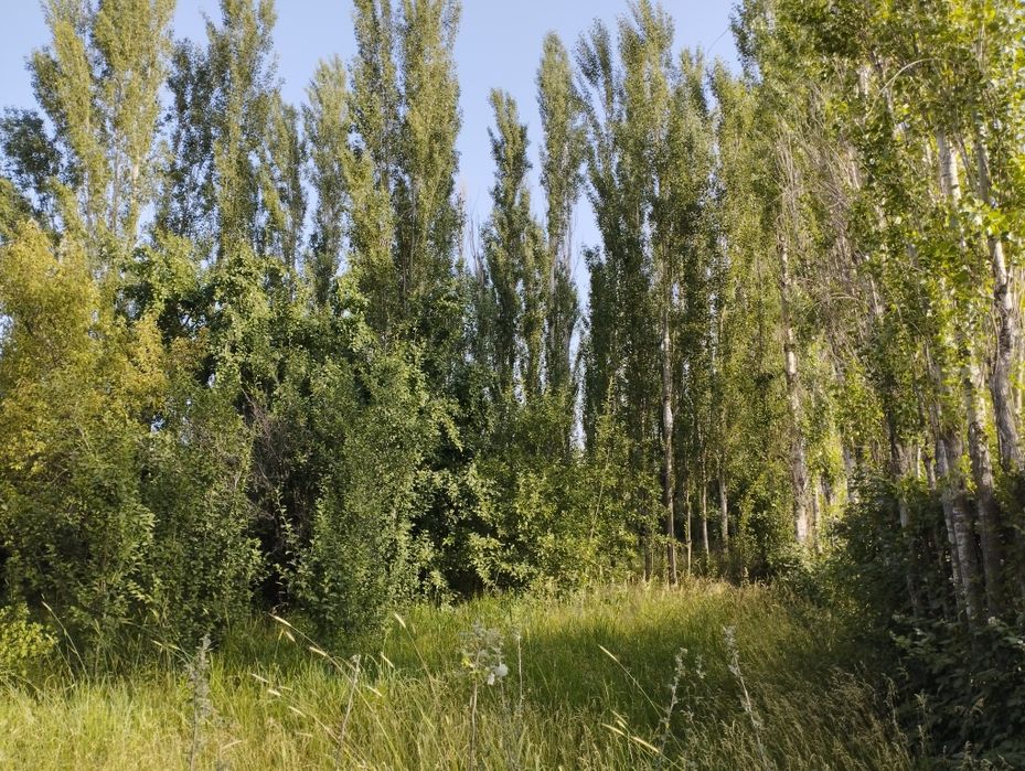 Ер срочна сотилади
12 сотихли