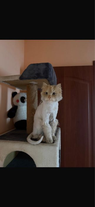 Кот породный бесплатно