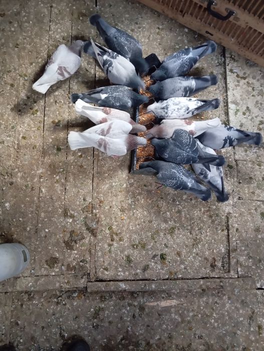 Vând iepurii de casă