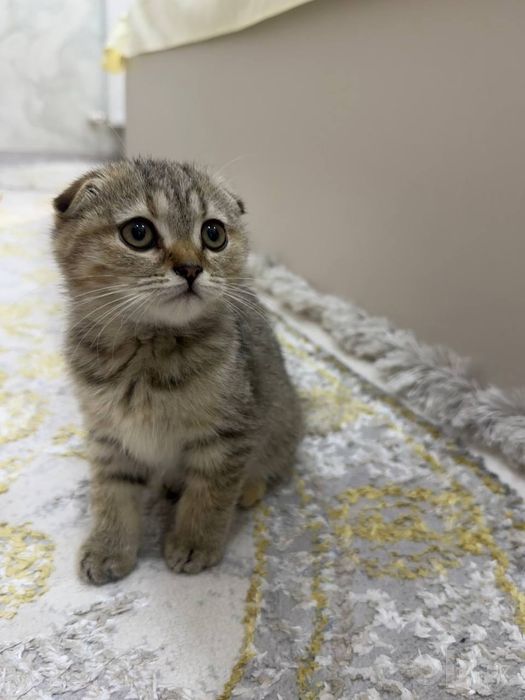 Срочно продаются котята