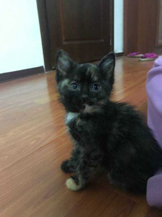 Котята в хорошие руки