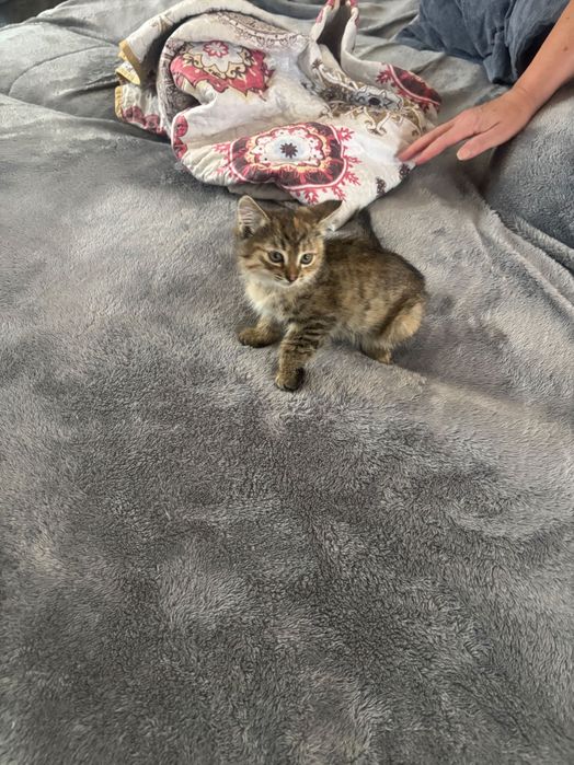 Отдам котенка в хорошие руки