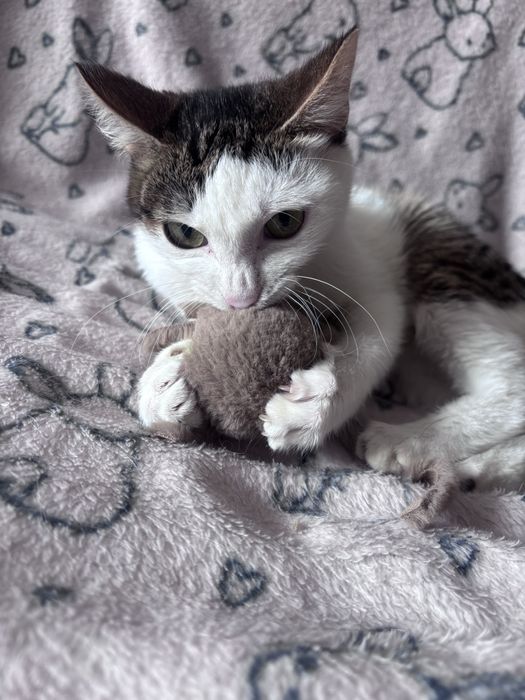 мальчик, 4 месяца, в добрые руки