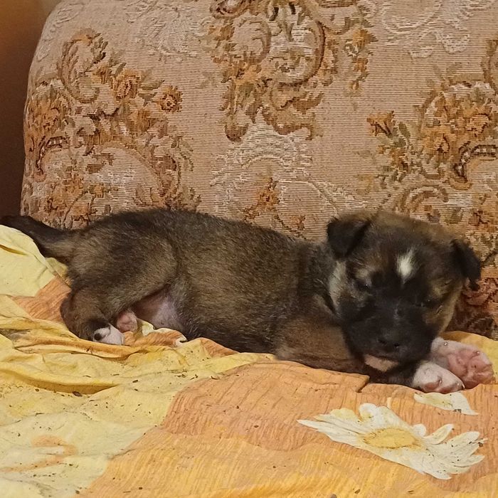 Catei tineri de donat!