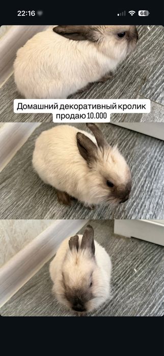 Кролик девочка  6 мес