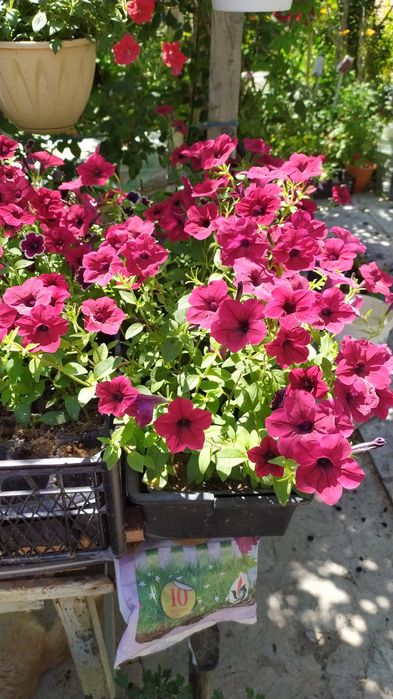 Продаються ветки Сирени