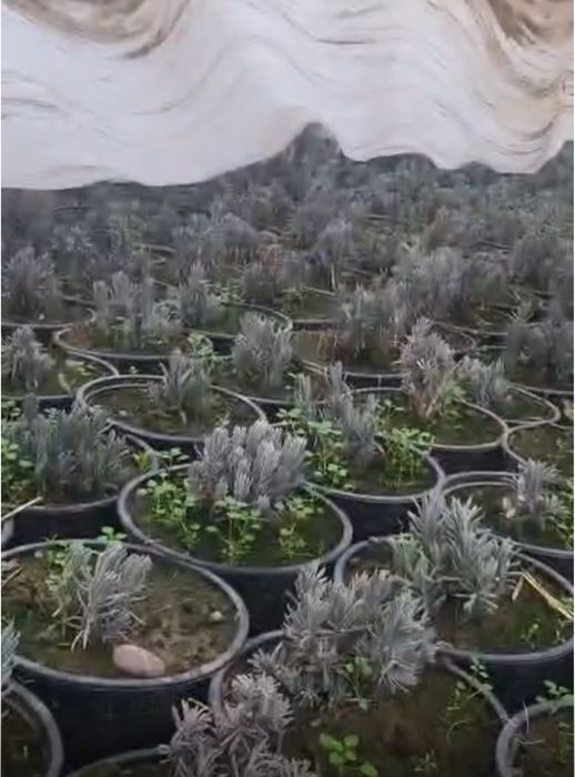 Лаванда.         .