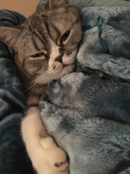 Скоттиш Страйт девочка