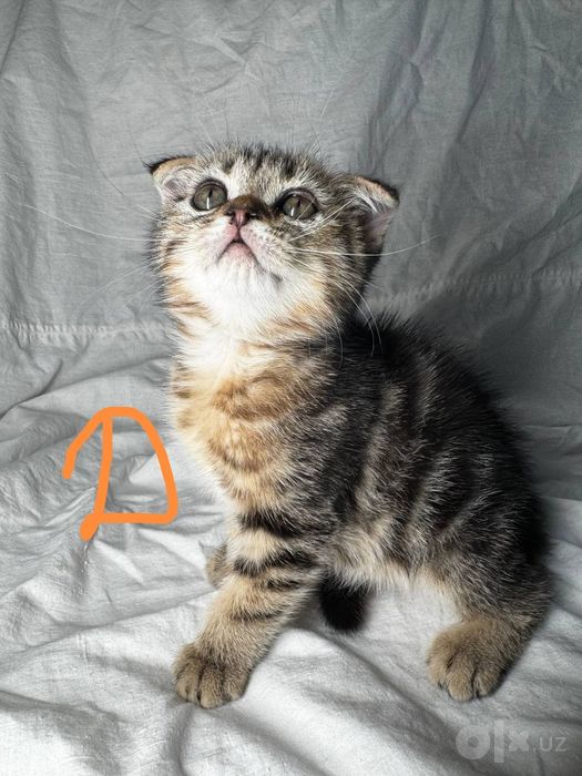 Продаётся породистые котята