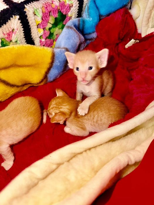 Ориентальные котчта