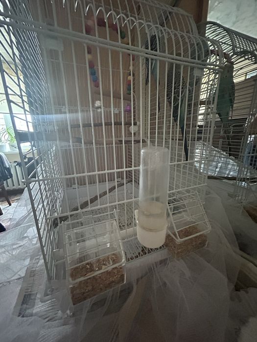 Волнистые попугаи