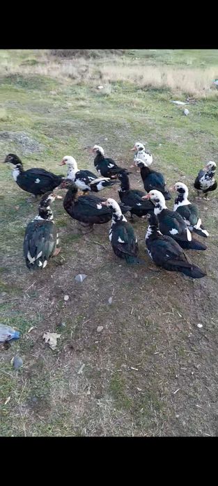 Инда утка здаровые