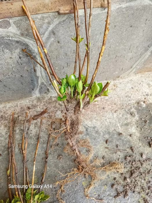 Хортензия  Розова