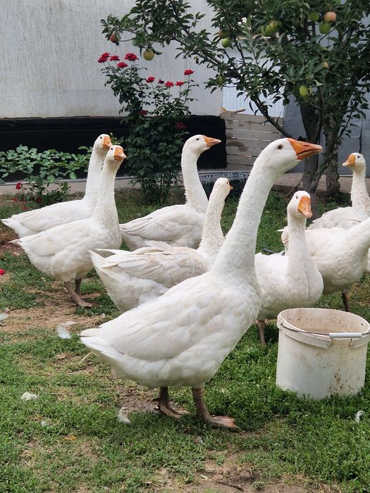 Гуси домашние молодые