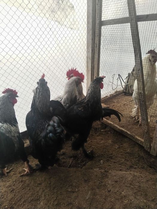 Петухи домашние,породистые