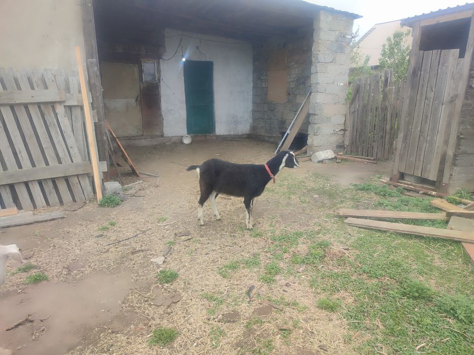 Продам три Козочки