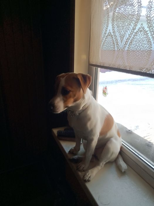 Вязка Джек рассел