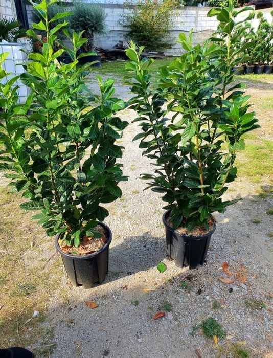 Vând plante ornamentale de diferite specii