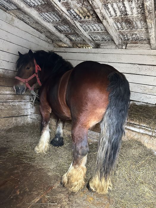 Manz ardenez de vanzare