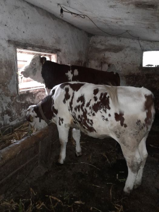 Vind vitea bălțată românească merită văzut