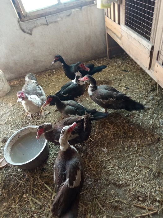 Продам индоуток  и селезней