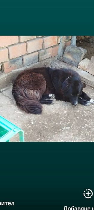 Подарявам кученца