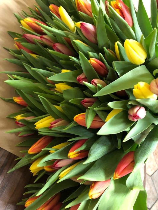 ОПТОМ Голландские тюльпаны