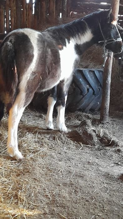 Жеребята 2025 года крупные