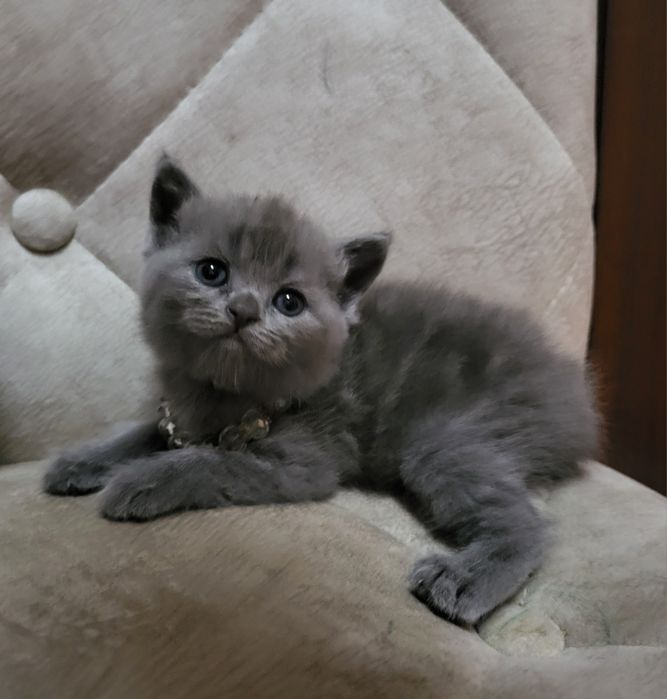 Котята скотиш страйт