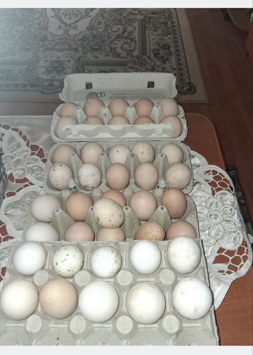 Gaini Wyandotte si oua de incubat Wyandottw