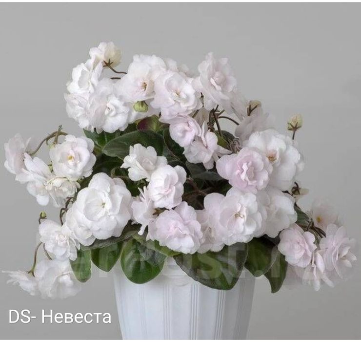 Фиалки распродажа