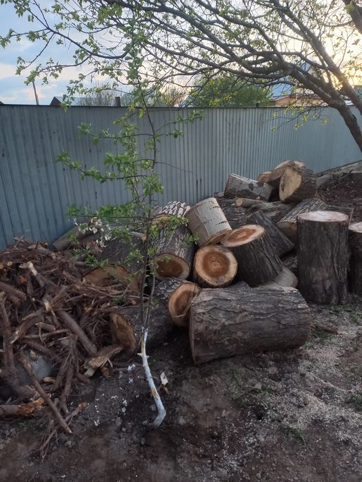 Тополь на дрова,  для бани