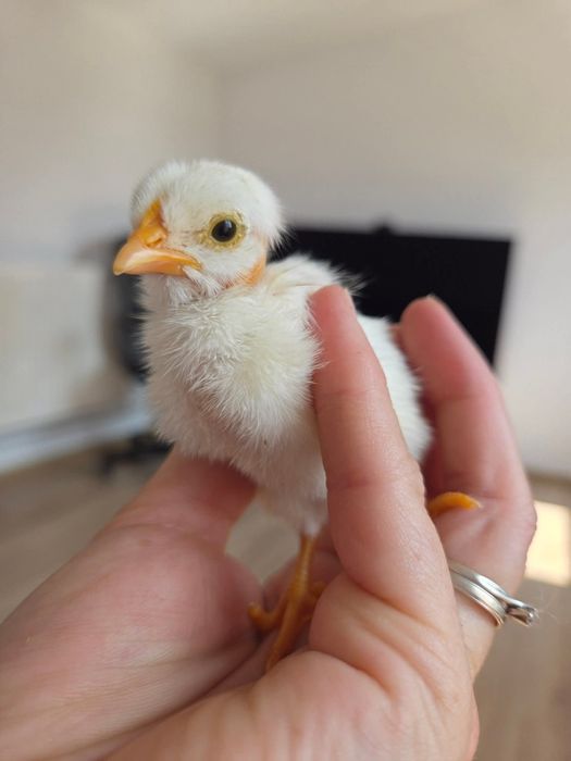 Pui de găină diverse rase,amestecate