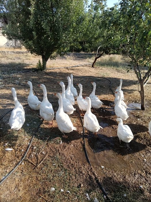 Гуси  породы линда