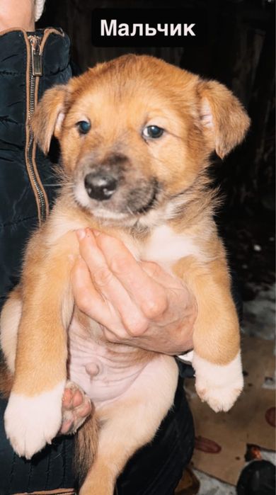 Щенки в зорошие руки