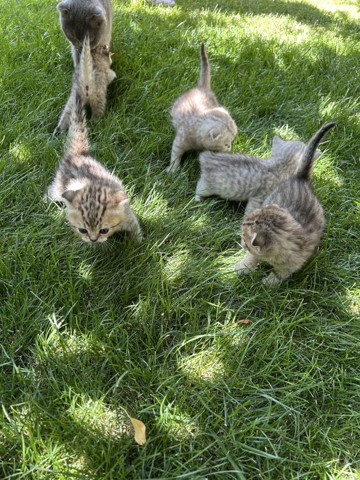 Продаются котята