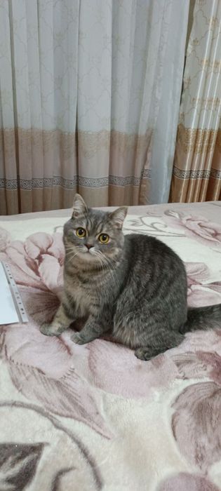 Кот скоттиш страйт