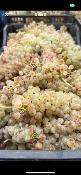 Vând struguri de vin din propria gospodărie