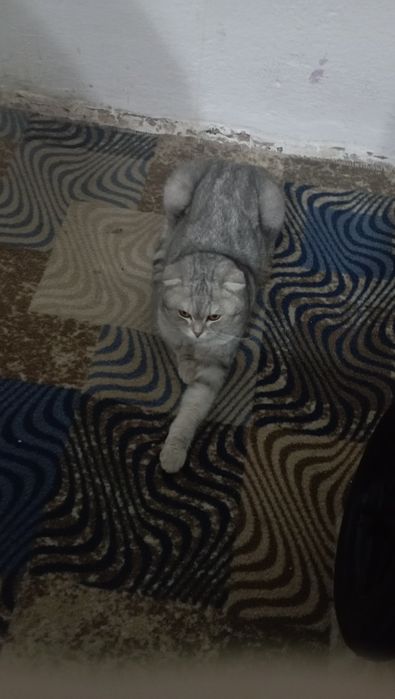 Продаются котик 2 годик Срочно.