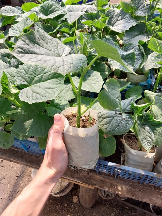 Продам рассаду огурцов тепличные