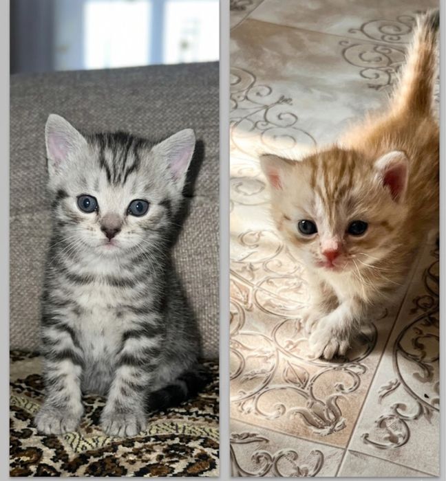 Котята шотландцы