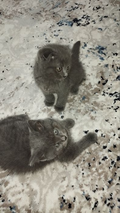 Mushukchalar sotiladi.