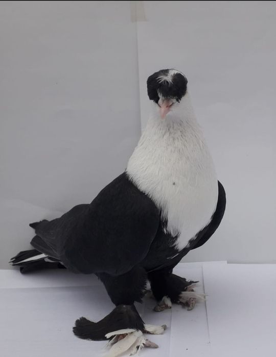 Продам голубей породы Шахшарли