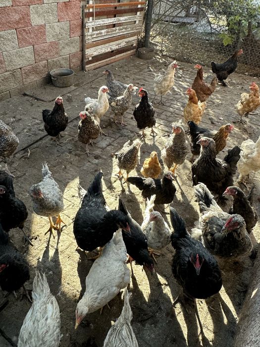 Куры домашнее животное